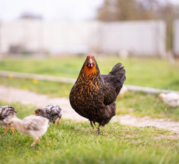 broody-hen-with-her-few-weeks-old-chicks-in-yard-2024-10-16-01-44-28-utc