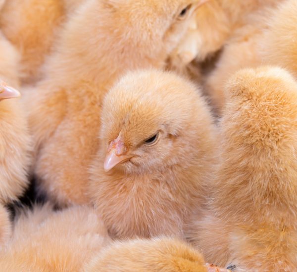 Close up newborn chicken, chicken farm